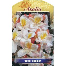 Azalea 'Silver Slipper' FPK106