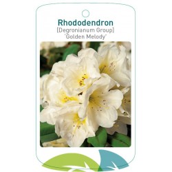 Rhododendron 'Golden...