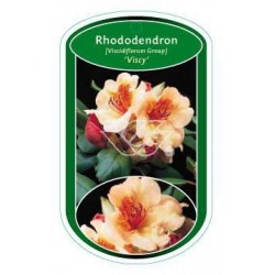 Rhododendron 'Viscy' FLBN1456