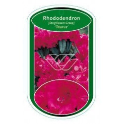 Rhododendron 'Taurus' FLBN1548
