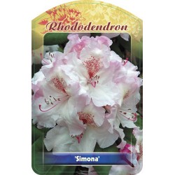 Rhododendron 'Simona' FPK072