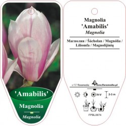 Magnolia 'Amabilis' FPBL0674