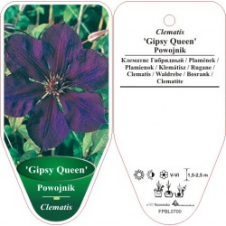Clematis 'Gipsy Queen'...