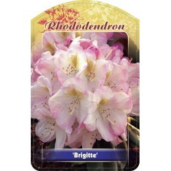 Rhododendron 'Brigitte' FPK139