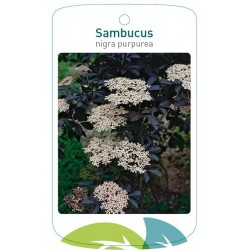 Sambucus nigra purpurea...