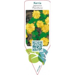 Kerria japonica...