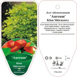 Acer shirasawanum 'Aureum'...