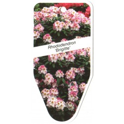 Rhododendron 'Brigitte'...