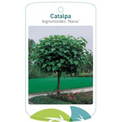 Catalpa bignonioides 'Nana'...
