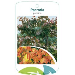 Parrotia persica FMTLL1754