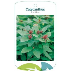 Calycanthus floridus FMTLL1732