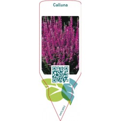 Calluna purple FMTLS053