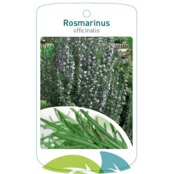 Rosmarinus officinalis...