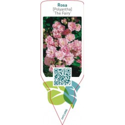 Rosa (polyantha) 'The...