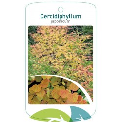 Cercidiphyllum japonicum...