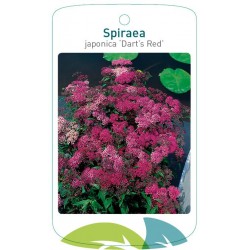 Spiraea japonica 'Dart's...