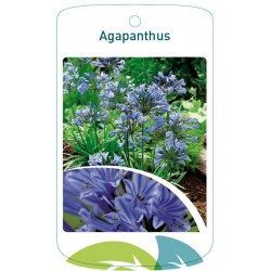 Agapanthus blauw FMTLL1762