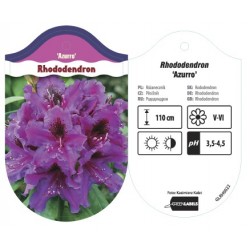 Rhododendron 'Azurro' GLRH0022