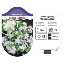 Azalea japonica 'Kermesina...
