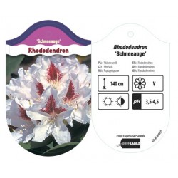 Rhododendron 'Schneeauge'...