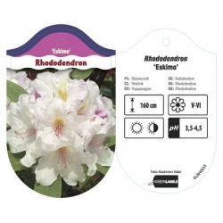 Rhododendron 'Eskimo' GLRH0033