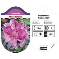 Rhododendron 'Cosmopolitan'...