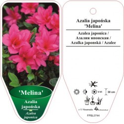 Azalea japonica 'Melina'...
