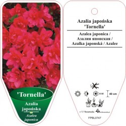 Azalea japonica 'Tornella'...