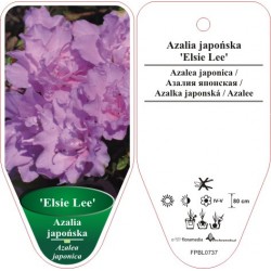 Azalea japonica 'Elsie Lee'...