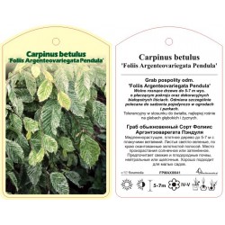 Carpinus betulus 'Foliis...