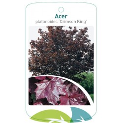 Acer platanoides 'Crimson...