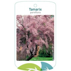 Tamarix parviflora FMTLL1630