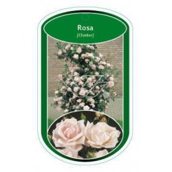 Rosa (K) (lichtroze) FLBN1431
