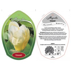 Magnolia 'Elizabeth' FPMAG003