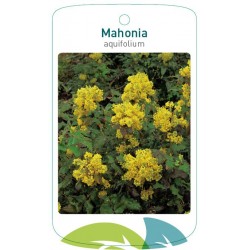 Mahonia aquifolium FMTLL1611