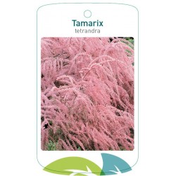 Tamarix tetrandra FMTLL1681
