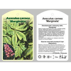 Aesculus carnea 'Marginata'...