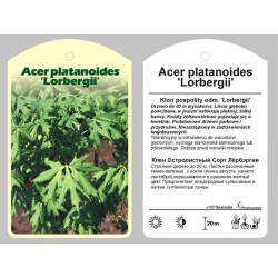 Acer platanoides...