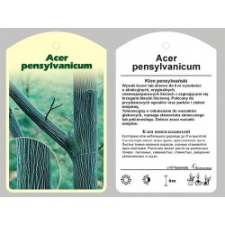 Acer pensylwanicum FPMAXI(3)