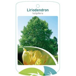 Liriodendron tulipifera...