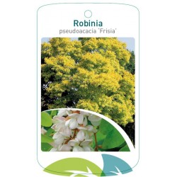 Robinia pseudoacacia...