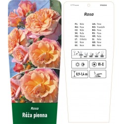Rosa pienna morelowa FPROZ042