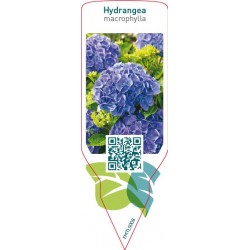Hydrangea blue FMTLS008