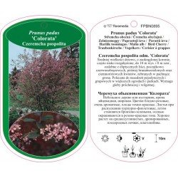 Prunus padus 'Colorata'...