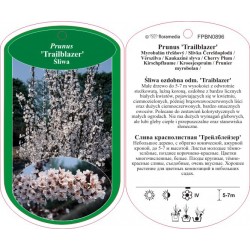 Prunus 'Trailblazer' FPBN0896