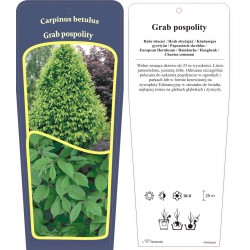 Carpinus betulus FPKRA049