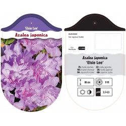 Azalea japonica 'Elsie Lee'...