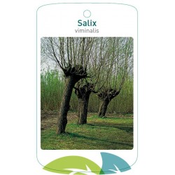 Salix viminalis FMTLL2299