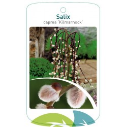 Salix caprea 'Kilmarnock'...