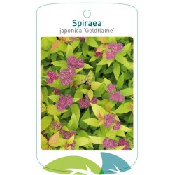 Spiraea japonica...